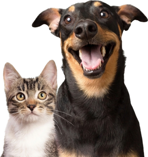 Cão e gato