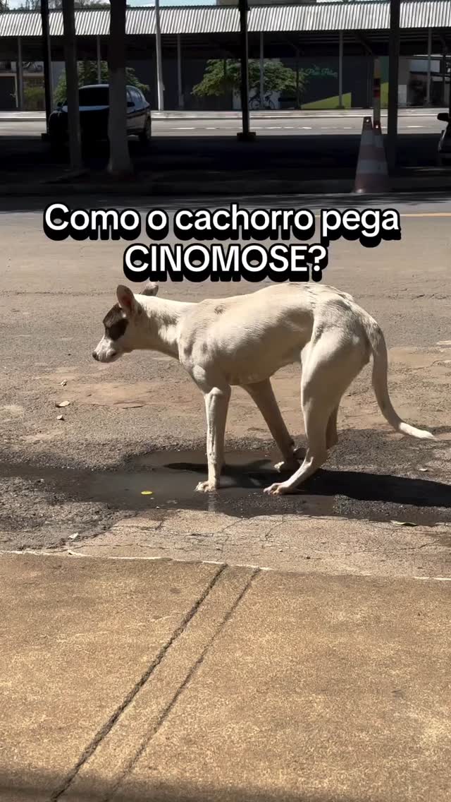 17 de abril de 2025
