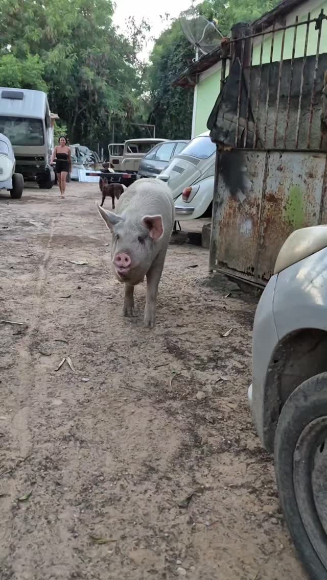 26 de março de 2026